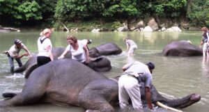 Medan – Tangkahan – Bukit Lawang – Lake Toba – Bukittinggi Tour