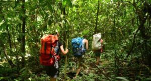 Jungle Trekking