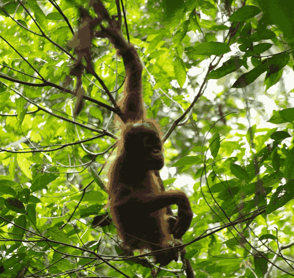 Orangutan Bukit Lawang