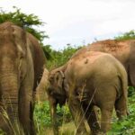 Barumun Nagari Sanctuary