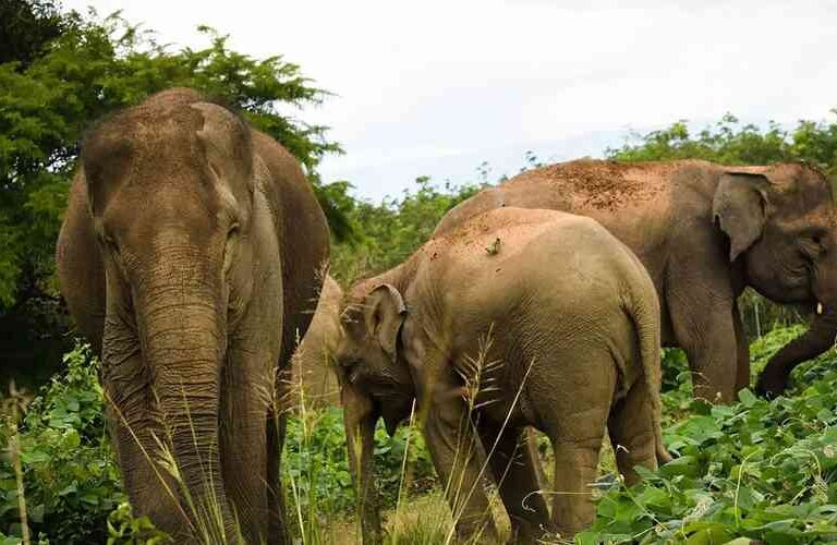 Barumun Nagari Sanctuary