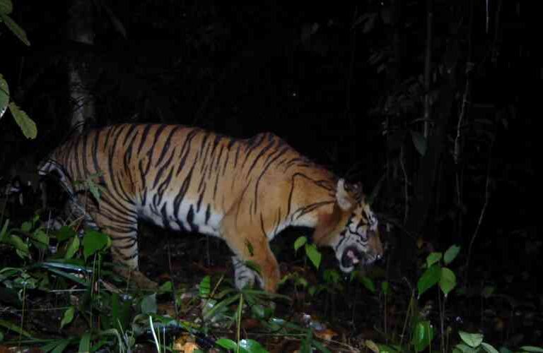 Kerinci Seblat National Park