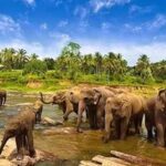 Way Kambas National Park Nature Tourism