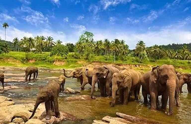 Way Kambas National Park Nature Tourism