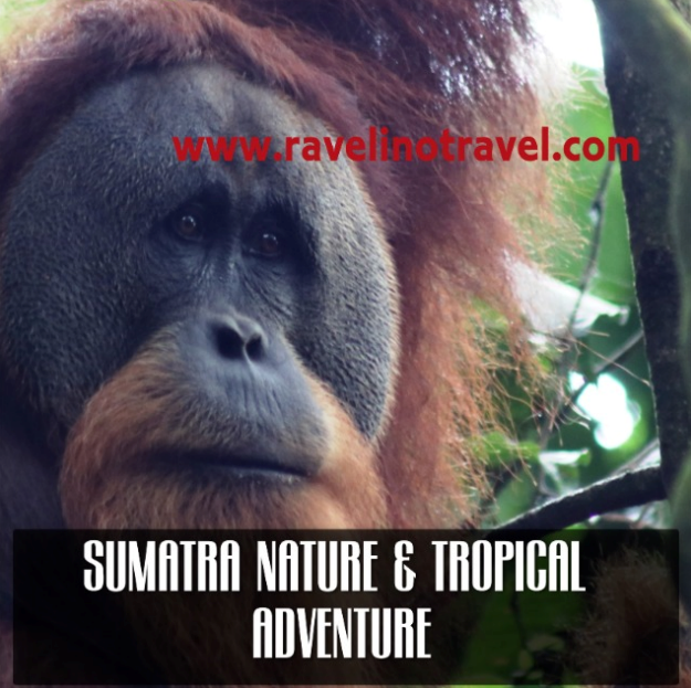 pour toute assistance