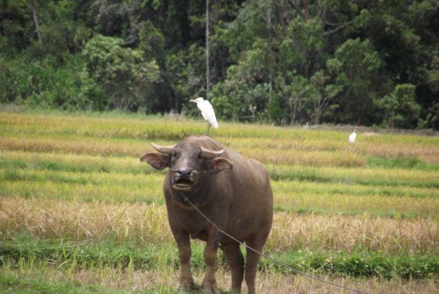 16 JOURS / 15 NUITS GRANDE AVENTURE DE SUMATRA