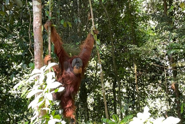 JOURNÉE MEDAN - BUKIT LAWANG ORANG UTAN