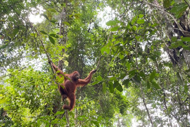 10 JOURS / 09 NUITS EXPEDITION DU PARC NATIONAL ORANGS OUTANS & ÉLÉPHANTS